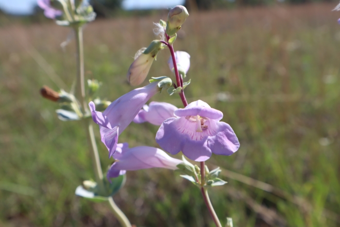 Penstemon grandiflorus image