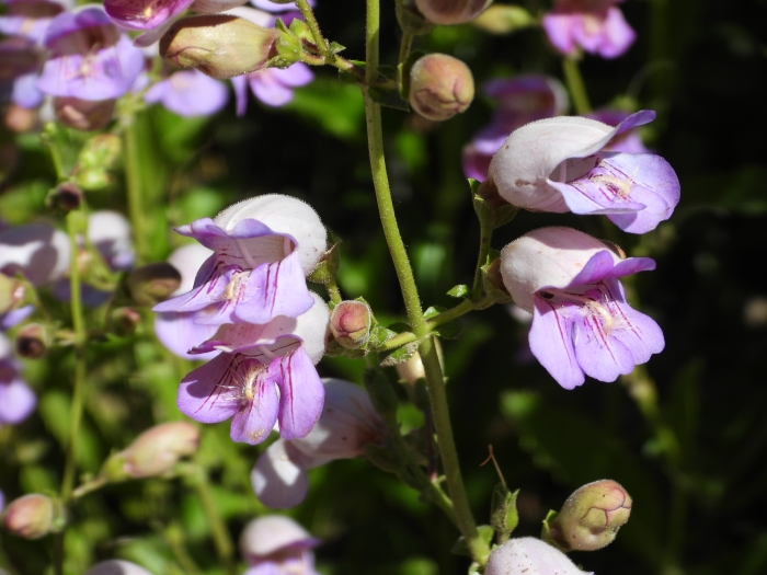 Penstemon grinnellii image