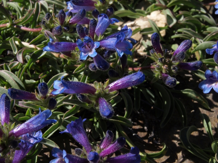 Penstemon heterodoxus image