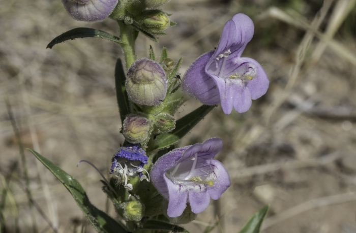 Penstemon jamesii image