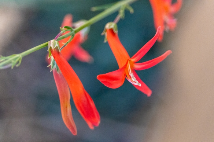 Penstemon labrosus image