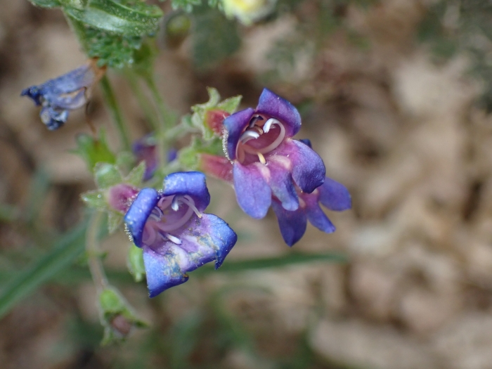Penstemon laetus image
