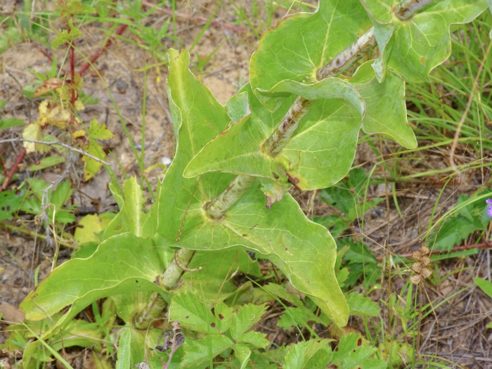 Penstemon murrayanus image