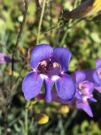 Penstemon neotericus image