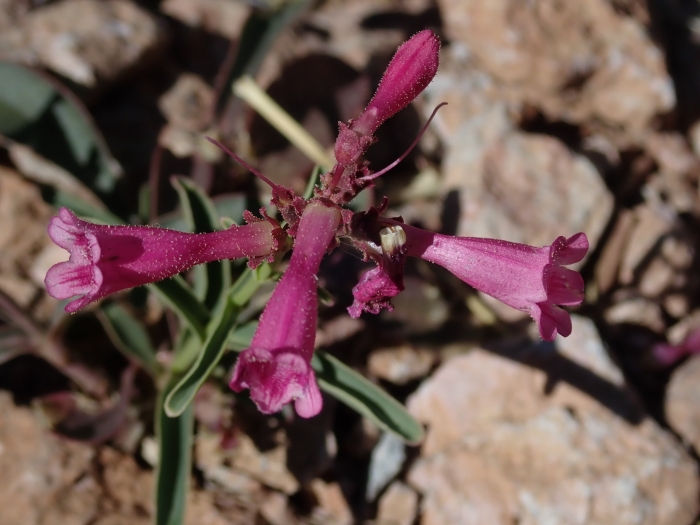 Penstemon parryi image