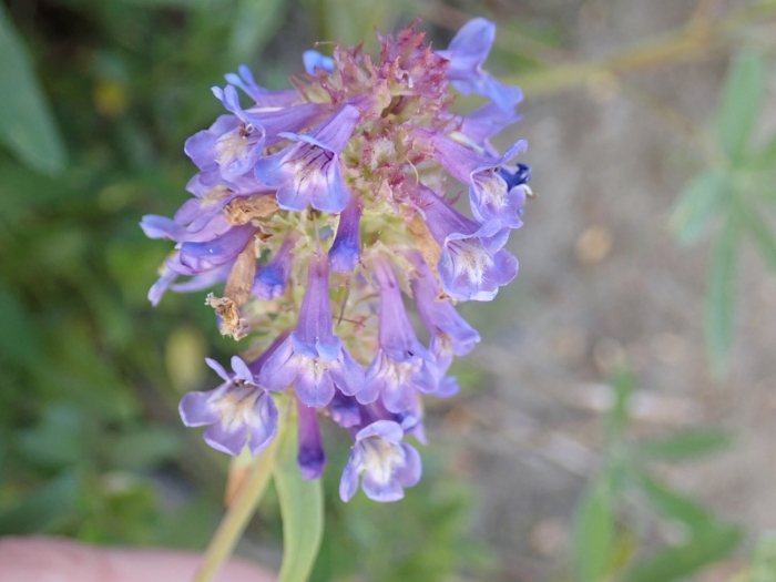 Penstemon procerus image