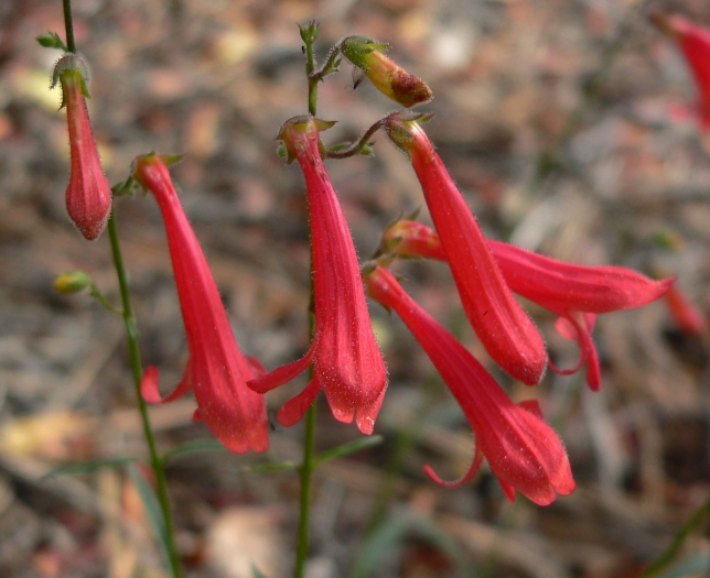 Penstemon rostriflorus image