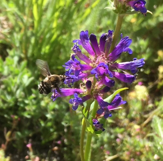Penstemon rydbergii image