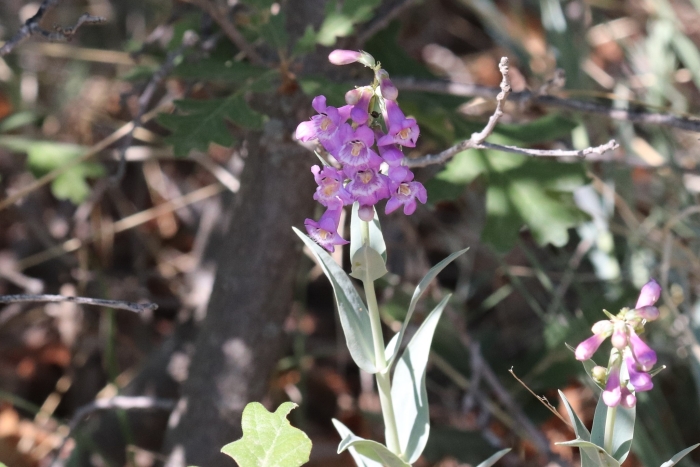 Penstemon secundiflorus image