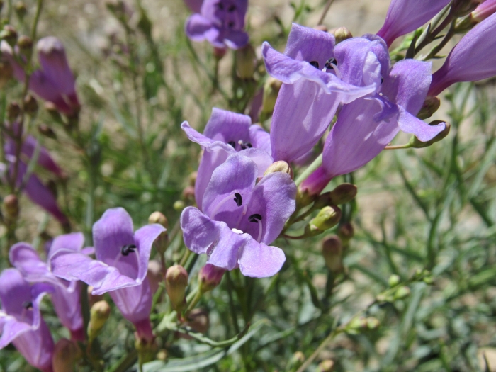 Penstemon sepalulus image