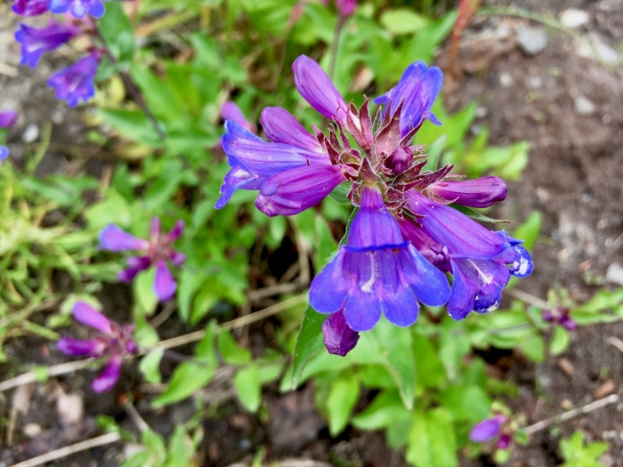 Penstemon serrulatus image