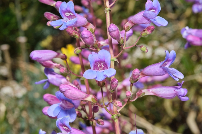 Penstemon spectabilis image