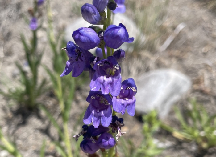 Penstemon strictus image