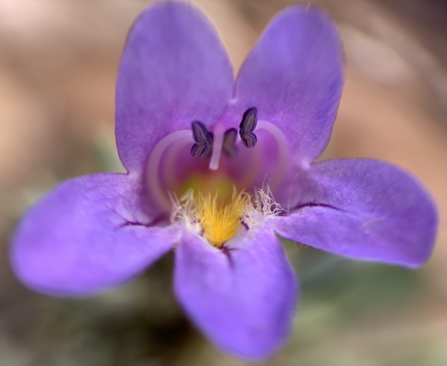 Penstemon thompsoniae image