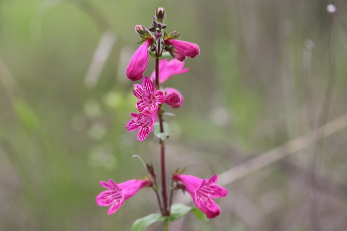 Penstemon triflorus image