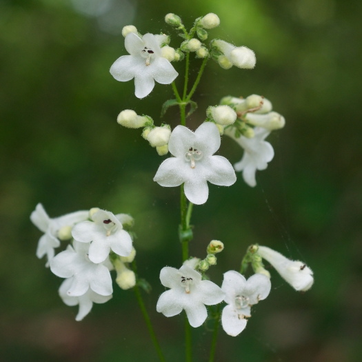Penstemon tubaeflorus image