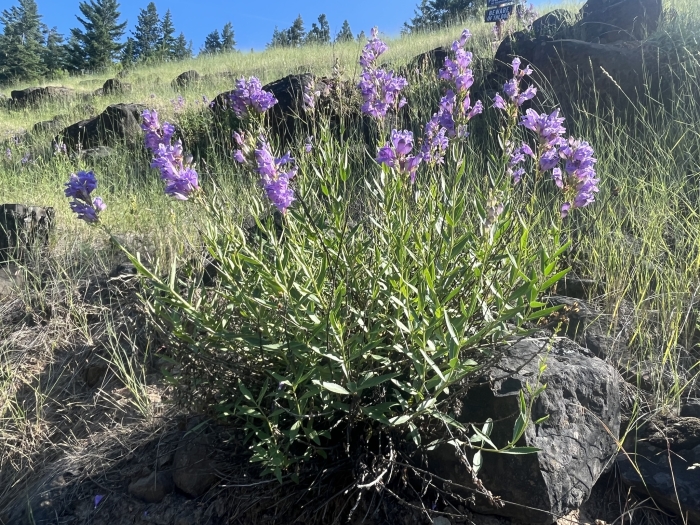 Penstemon venustus image