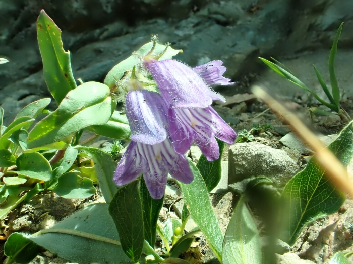 Penstemon whippleanus image