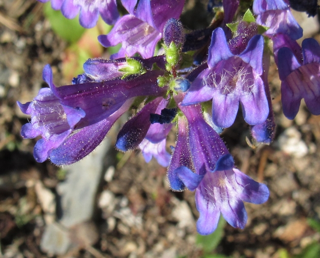 Penstemon wilcoxii image