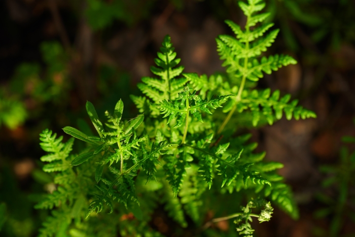 Pentagramma triangularis image