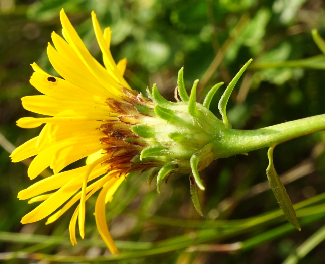 Pentanema ensifolium image