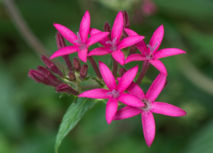 Pentas lanceolata image