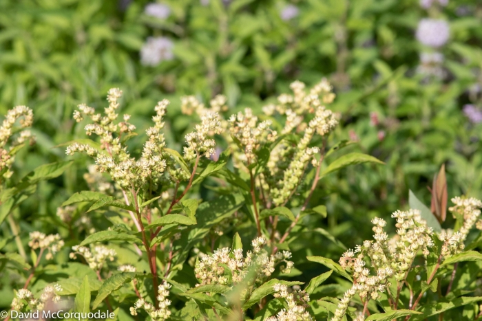 Penthorum sedoides image