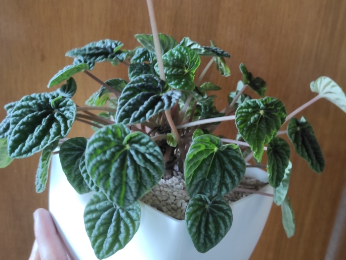 Peperomia caperata image