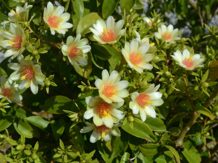 Pereskia aculeata image