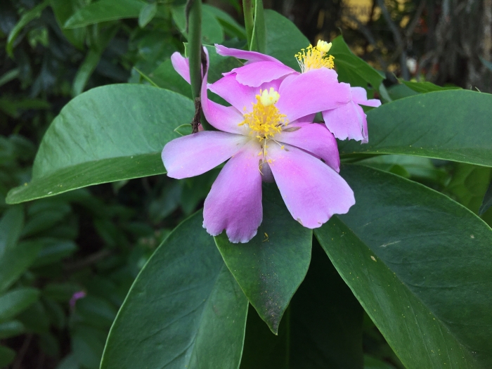 Pereskia grandifolia image
