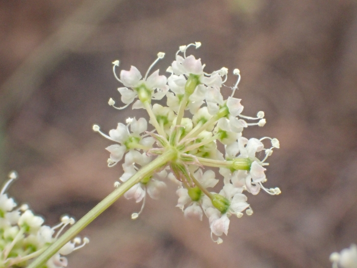 Perideridia californica image