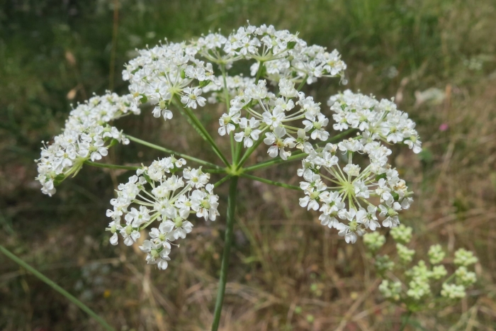 Perideridia oregana image