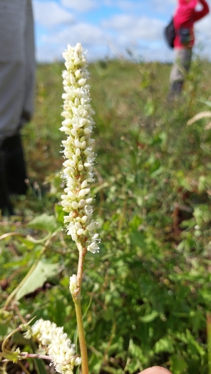 Persicaria acuminata image