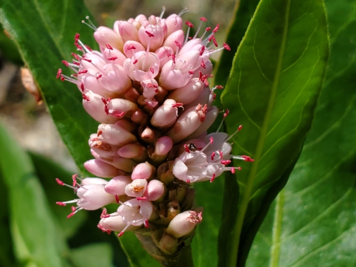 Persicaria amphibia image