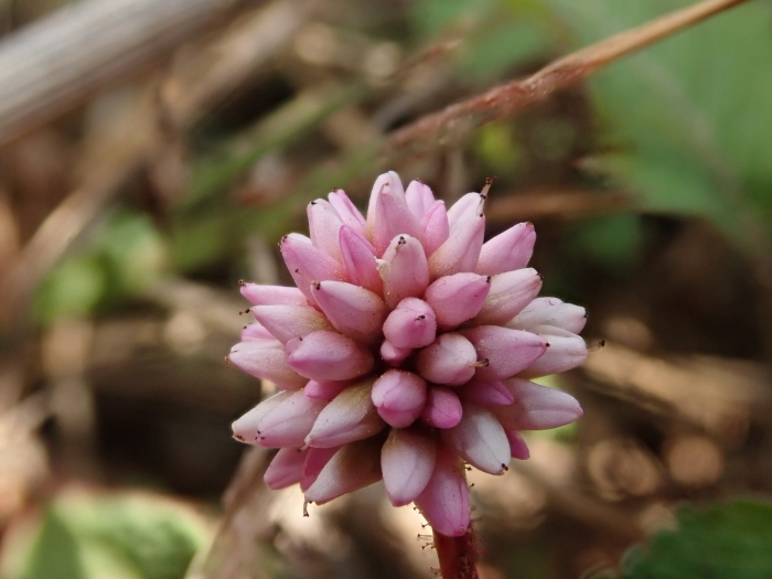 Persicaria capitata image