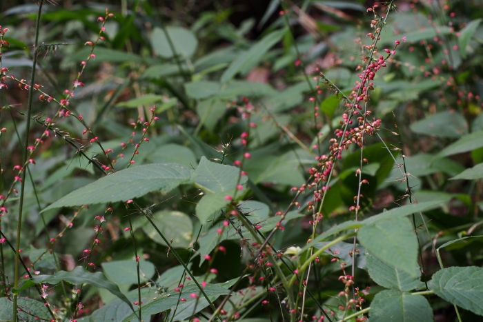 Persicaria filiformis image