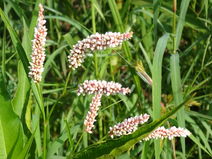 Persicaria glabra image