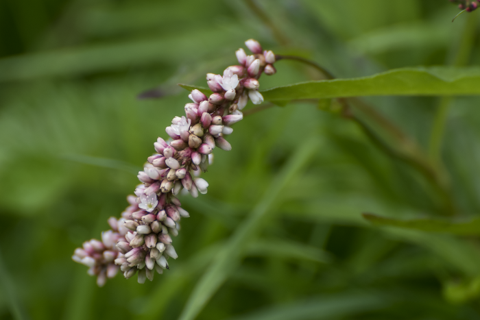 Persicaria hydropiperoides image
