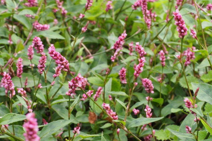 Persicaria longiseta image
