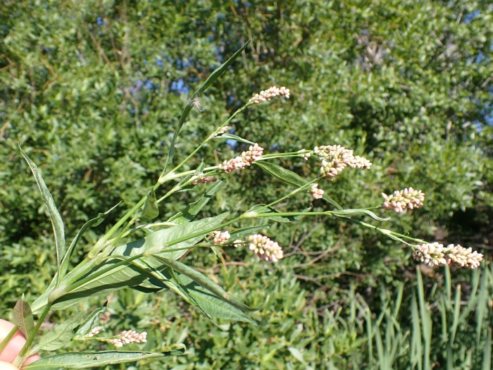 Persicaria maculosa image