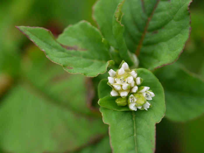 Persicaria nepalensis image