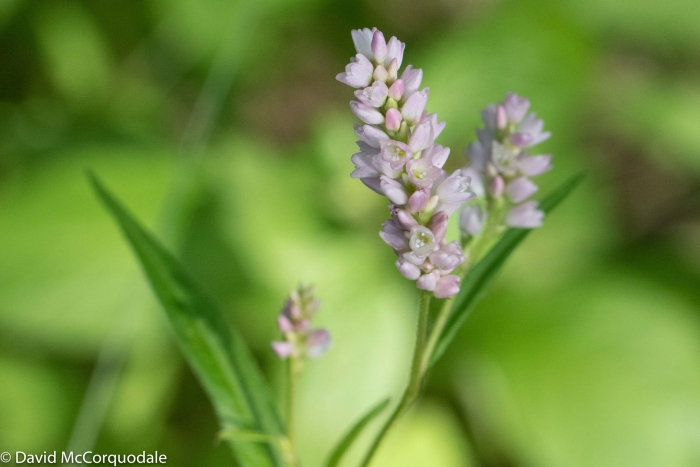 Persicaria pensylvanica image