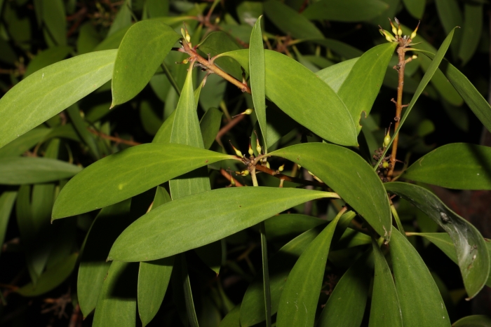 Persoonia levis image