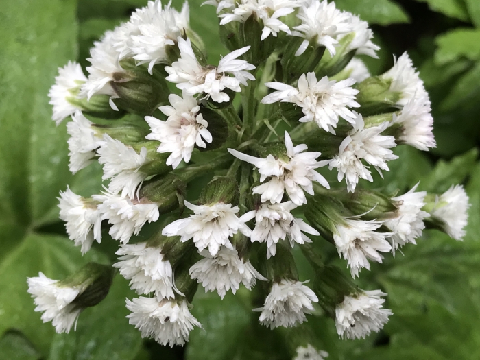 Petasites palmatus image