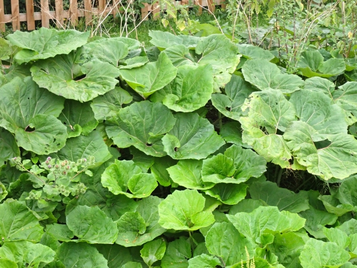 Petasites japonicus image