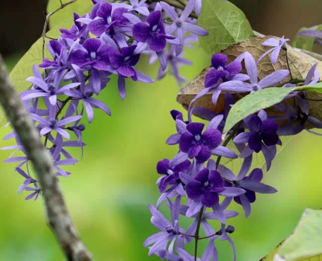 Petrea volubilis image