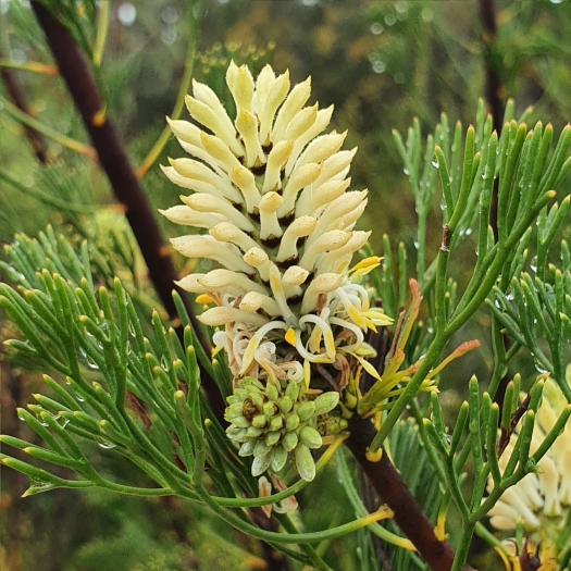 Petrophile pulchella image