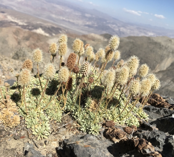 Petrophytum caespitosum image