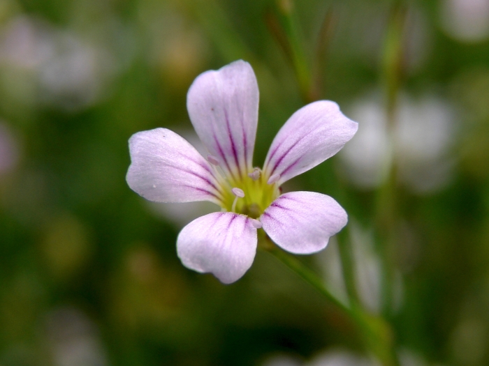 Petrorhagia saxifraga image