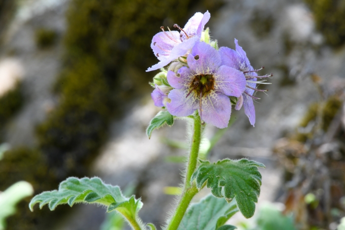 Phacelia bolanderi image